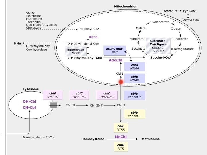 Cobalamin B Deficiency